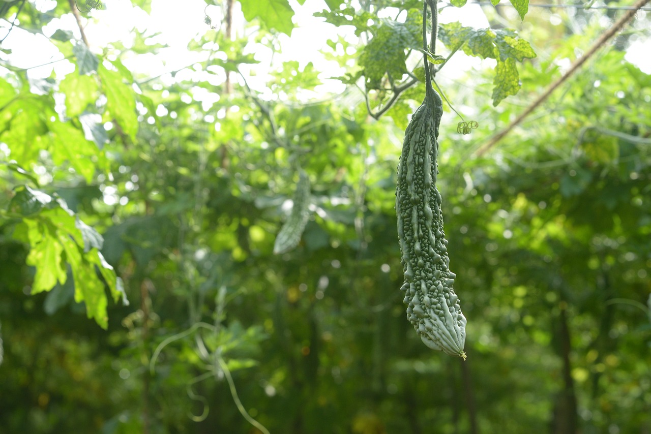 Complete Guide to Ampalaya Planting in the Philippines